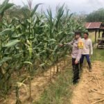 Menanti Panen Raya di Kasiau Raya: Ikhtiar Polsek Murung Pudak Kawal Lumbung Jagung Tabalong IMG-20260512-WA0005