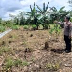 Lawan Serangan Ulat, Polsek Tanjung Kawal Ketahanan Pangan Jagung di Pemarangan Kiwa IMG-20260513-WA0005