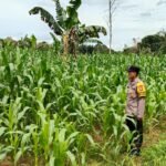Menilik Strategi Ketahanan Pangan di Desa Muang: Polsek Jaro Kawal Pertumbuhan Jagung Hibrida IMG-20260514-WA0010