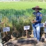 Panen Perdana Padi Apung di Sungai Tabuk, DPKP Kalsel Optimalkan Lahan Rawa untuk Ketahanan Pangan IMG_1170