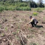 Menjaga Asa Swasembada di Lahan Tadah Hujan: Cara Polres Tabalong Kawal 4 Hektare Jagung Hibrida Compress_20260617_155525_5891