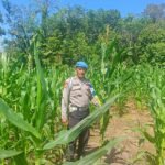 Siasat Petani Padangin Kejar Target Panen Jagung Agustus Ini, Intip Cara Polsek Muara Harus Beri Pengawalan Ketat! IMG-20260615-WA0010