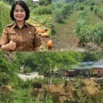 Ancaman Kemarau Mura, Distanik Murung Raya Desak Petani Ubah Strategi Tanam IMG-20260717-WA0008